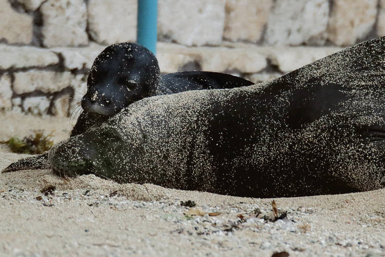 GEORGE F. LEE / GLEE@STARADVERTISER.COM
                                Hawaiian Monk Seal Kaiwi and her unnamed male pup continued to lounge on Kaimana Beach on Apr. 28.