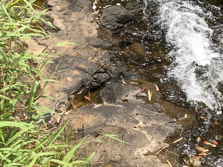 COURTESY DLNR
                                An estimated 6,250 Tahitian prawns were killed or injured when insecticide was poured into Paheehee Stream in north Hilo last July.