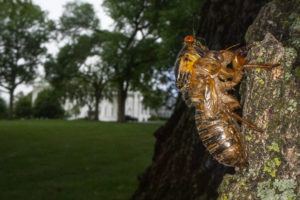 ASSOCIATED PRESS / MAY 25
                                A Brood X cicada that failed to shed its nymphal skin is seen on a tree on the North Lawn of the White House in Washington. Reporters traveling to the United Kingdom ahead of President Joe Biden’s first overseas trip were delayed seven hours after their chartered plane was overrun by cicadas.