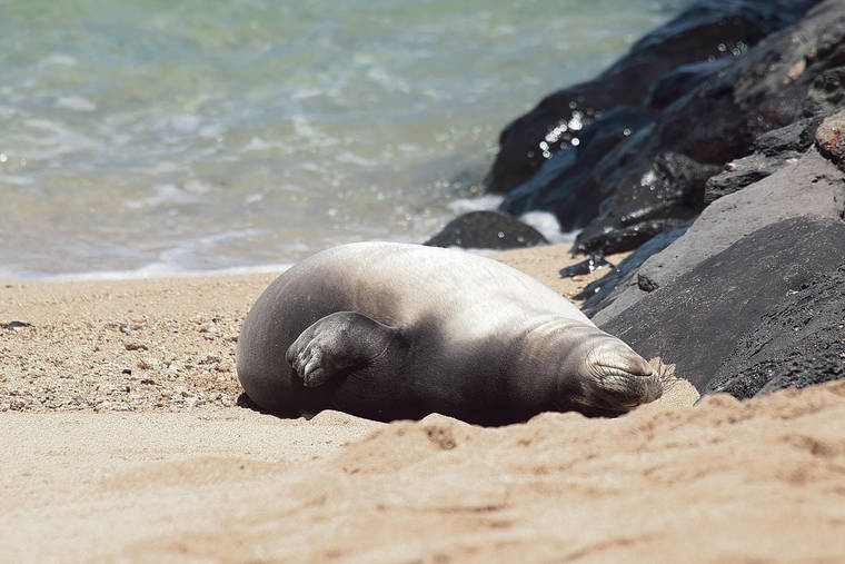 CRAIG T. KOJIMA / CKOJIMA@STARADVERTISER.COM
                                Monk seal pup Loli‘i, now 6 weeks old, slept Tuesday in the Kaimana Beach area. Hawaiian monk seal RK96, Kaiwi, is his mother.