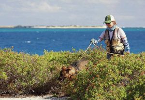 COURTESY PACIFIC REMOTE ISLANDS MARINE NATIONAL MONUMENT 
                                Above, conservation detection dog Guinness, led by Michelle Reynolds, sniffs for the scent of yellow crazy ants along brush near the shoreline at Johnston Atoll.