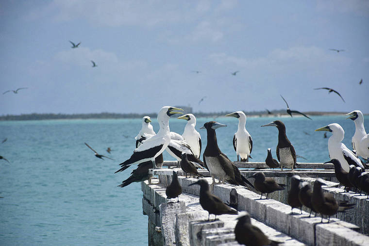 COURTESY PACIFIC REMOTE ISLANDS MARINE NATIONAL MONUMENT 
                                The yellow crazy ant species has been eradicated at the Johnston Atoll National Wildlife Refuge, where it affected numerous seabirds. Above, seabirds perched themselves on an old dock along the East Island of Johnston Atoll National Wildlife Refuge on May 27.