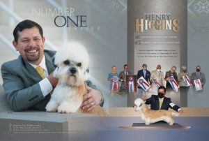COURTESY PHOTO
                                This was Henry Higgins’ 73rd breed win, according to Puna Terri Bell, president of Kaneohe-based Kea­loha Kennels and Henry Higgins’ owner.