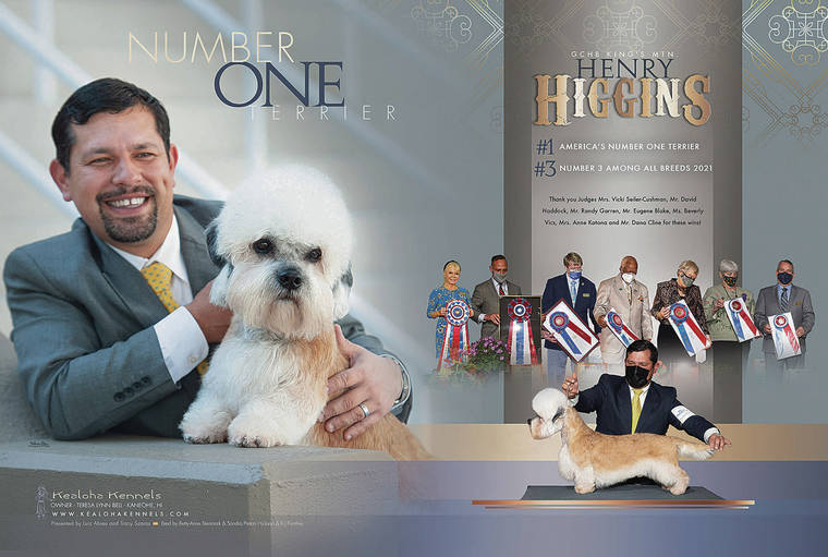 COURTESY PHOTO
                                This was Henry Higgins’ 73rd breed win, according to Puna Terri Bell, president of Kaneohe-based Kea­loha Kennels and Henry Higgins’ owner.