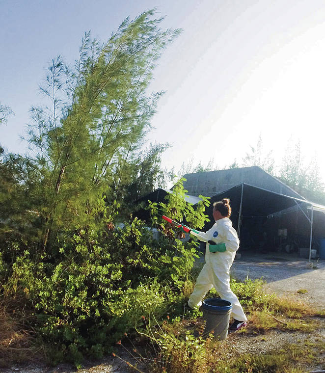 COURTESY USFWS / JUNE 2013
                                Volunteer Margeaux Wayne sprays bait with insecticide as part of yellow crazy ants eradication efforts at Johnston Atoll.