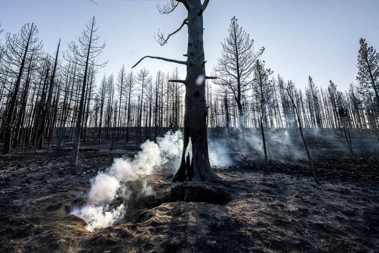 ASSOCIATED PRESS
                                Spot fires smolder near trees damaged by the Bootleg Fire on Wednesday in Bly, Ore.