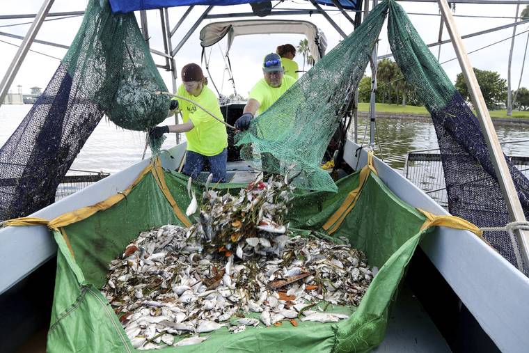 DOUGLAS R. CLIFFORD /TAMPA BAY TIMES VIA AP
                                Tyler Tucker, left, and his father Toliver Tucker collect dead fish from nets into their shrimp boat while Jessica Toliver steers the trawler through the intracoastal waterway where Red Tide is decimating fish populations off Treasure Island, Fla., on Thursday, July 22.
