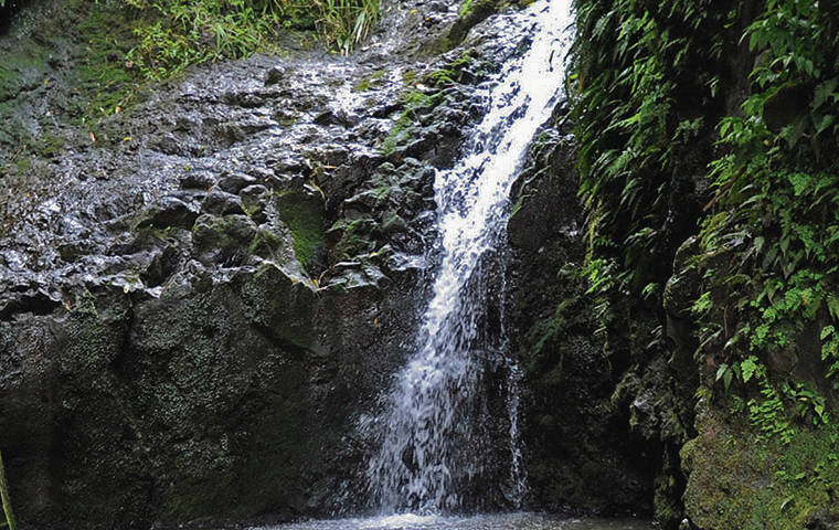 STAR-ADVERTISER / 2014
                                A long-term improvement project at Maunawili Falls in Windward Oahu began Thursday. High use of the trail has led to deterioration.