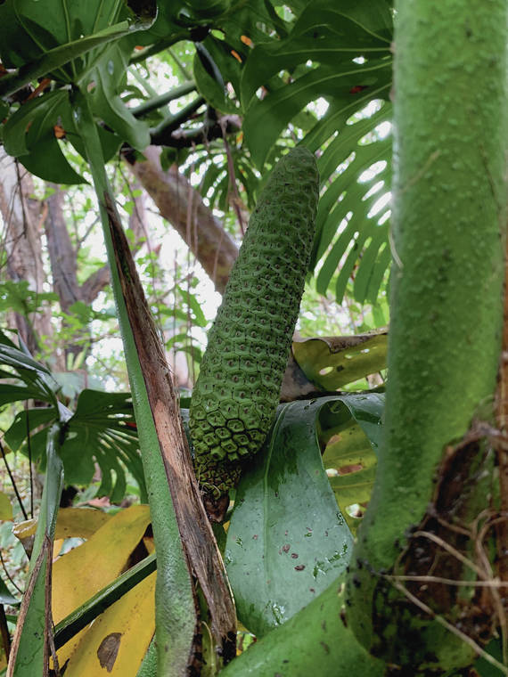 COURTESY NORMAN BEZONA
                                The Monstera deliciosa produces fruit that looks like a scaly cucumber but tastes like a cross between banana and pineapple.