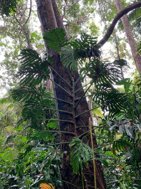 COURTESY NORMAN BEZONA
                                Monstera, a popular icon of a tropical garden, is a rigorous climbing vine with monstrous leaves.
