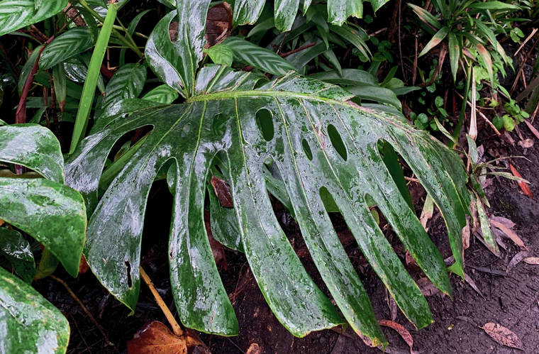 COURTESY NORMAN BEZONA
                                Monstera is highly tolerant of acid and alkaline soils, and a variety of conditions, but favors shade and moisture.