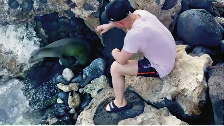 INSTAGRAM
                                Alex Magala posted a video online of himself touching a resting seal. He also will have to pay a $500 fine.