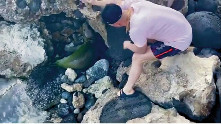 INSTAGRAM
                                Alex Magala posted a video online of himself touching a resting seal. He also will have to pay a $500 fine.