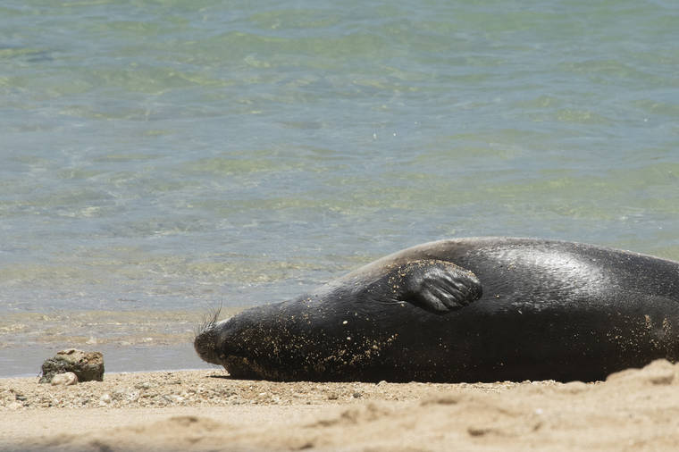 CRAIG T. KOJIMA / CKOJIMA@STARADVERTISER.COM
                                A Hawaiian monk seal pup sleeps at Kaimana Beach on June 8.