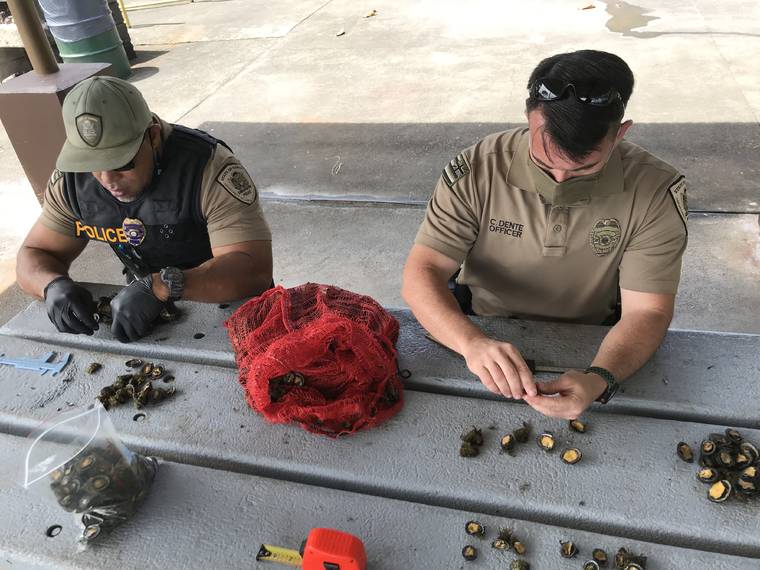 COURTESY DEPARTMENT OF LAND AND NATURAL RESOURCES
                                Division of Conservation and Resource Enforcement take inventory of undersized opihi taken in the Hilo area today.