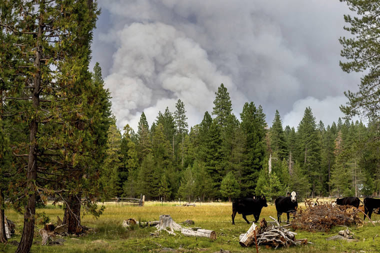 ASSOCIATED PRESS / JULY 26
                                Cows graze as smoke rises from the Dixie Fire burning in Lassen National Forest, Calif., near Jonesville.