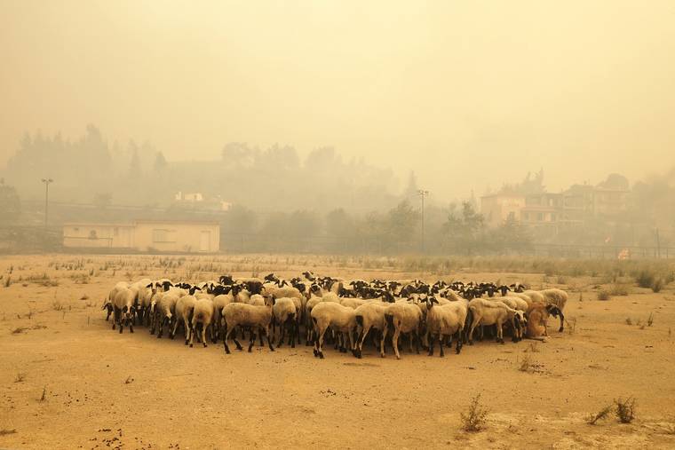 ASSOCIATED PRESS
                                Sheep gather during a wildfire near Limni village on the island of Evia, about 160 kilometers (100 miles) north of Athens, Greece. The European Union promised assistance Wednesday to Greece and other countries in southeast Europe grappling with huge wildfires after a blaze gutted or damaged more than 100 homes and businesses near Athens.