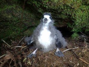 COURTESY ANDRE RAINE / KAUAI ENDANGERED SPECIES SEABIRD RECOVERY PROJECT
                                Conservation groups want to protect endangered seabirds, like this Hawaiian petrel chick, from disorientation from bright lights.