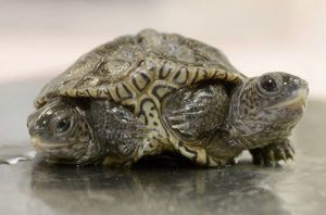 STEVE HEASLIP/CAPE COD TIMES VIA AP / OCT. 9
                                A two-headed diamondback terrapin is weighed at the Birdsey Cape Wildlife Center in Barnstable, Mass., where the two-week old animal is being treated. The turtle is alive and kicking — with all six of its legs — after hatching recently.