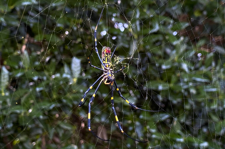 ASSOCIATED PRESS
                                The joro spider, a large spider native to East Asia, was seen in Johns Creek, Ga., on Sunday. The spider has spun its thick, golden web on power lines, porches and vegetable patches all over north Georgia this year – a proliferation that has driven some unnerved homeowners indoors and prompted a flood of anxious social media posts.