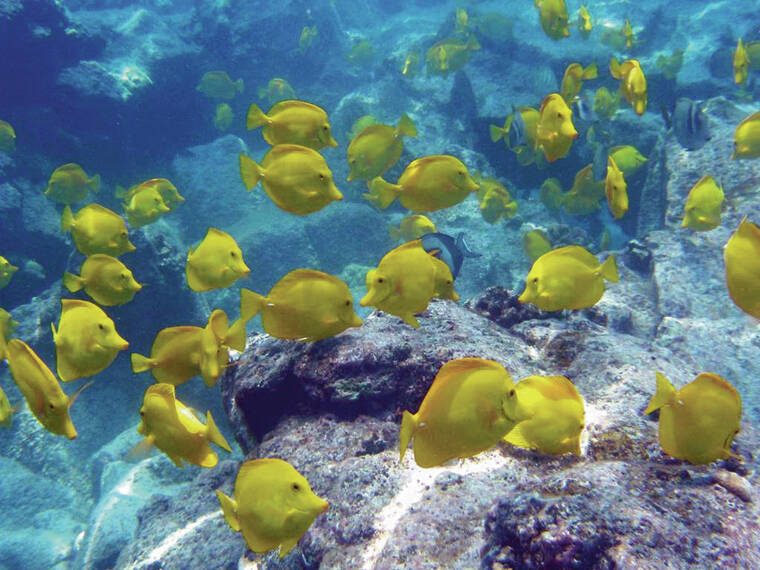 OREGON STATE UNIVERSITY VIA ASSOCIATED PRESS
                                The state Board of Land and Natural Resources voted Friday to deny an environmental review of permits to allow aquarium fishing off Oahu. Above, a school of yellow tang swims off the coast of Hawaii in this undated photo.