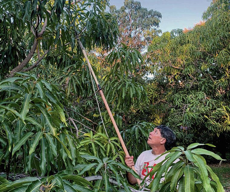 COURTESY MARK SUISO
                                Mark Suiso of Makaha Mangoes recommends regular maintenance, every other year, once a mango tree has been pruned to a manageable size.