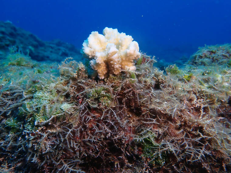 HEATHER SPALDING / COLLEGE OF CHARLESTON
                                Coral was being smothered, in July, by Chondria tumulosa at Pearl and Hermes Atoll.