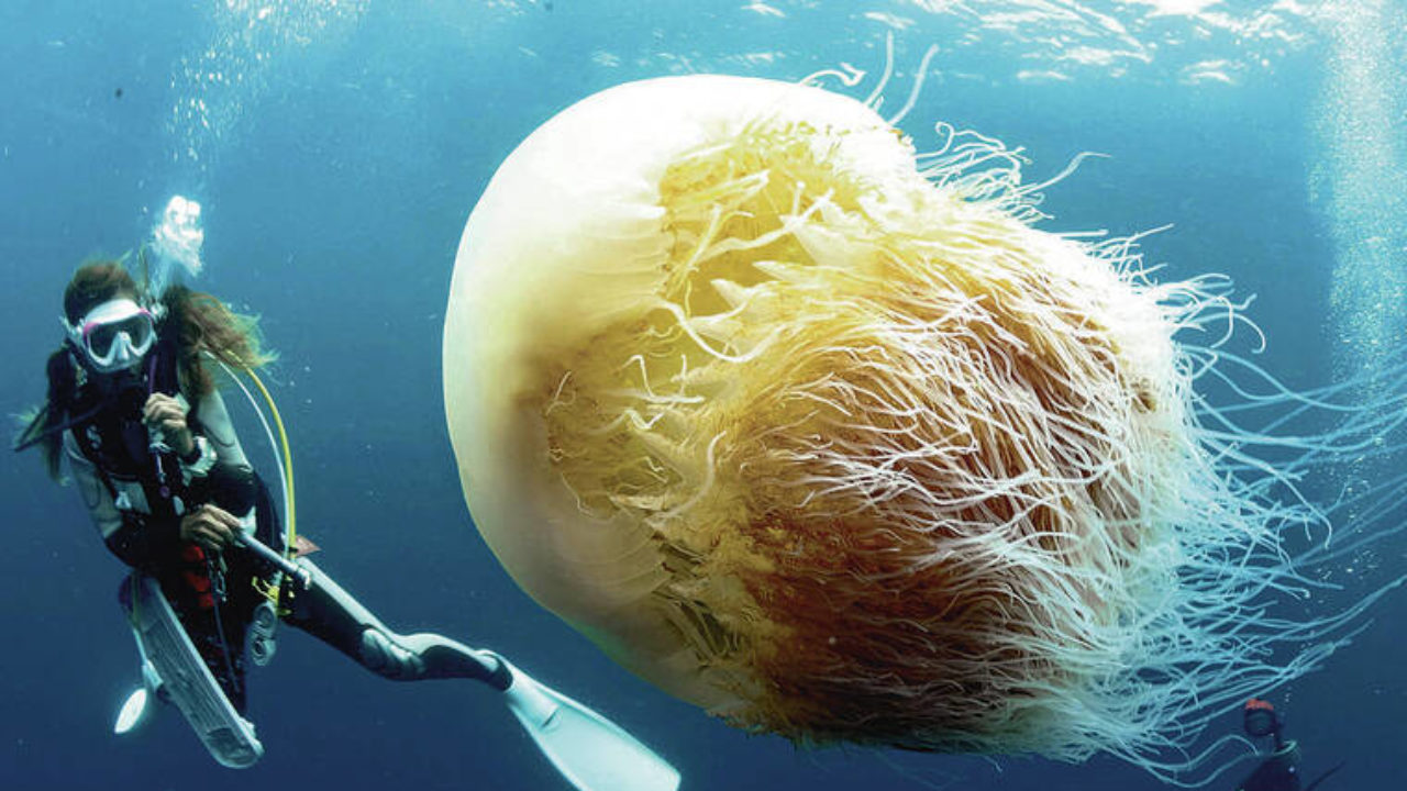 Giant jellyfish threaten Japanese fisheries | Honolulu Star-Advertiser