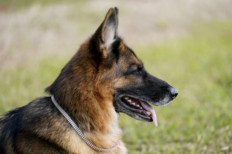 ASSOCIATED PRESS
                                German Shepherd Gunther VI wears a faux diamond collar as he sits on the grounds of a house formally owned by pop star Madonna in Miami. Gunther VI inherited his vast fortune, including the 9-bedroom waterfront home once owned by the Material Girl from his grandfather Gunther IV. The estate, purchased 20 years ago from the pop star, was listed for sale Wednesday.
                                ASSOCIATED PRESS
                                German Shepherd Gunther VI wears a faux diamond collar as he sits on the grounds of a house formally owned by pop star Madonna in Miami. Gunther VI inherited his vast fortune, including the 9-bedroom waterfront home once owned by the Material Girl from his grandfather Gunther IV. The estate, purchased 20 years ago from the pop star, was listed for sale Wednesday.