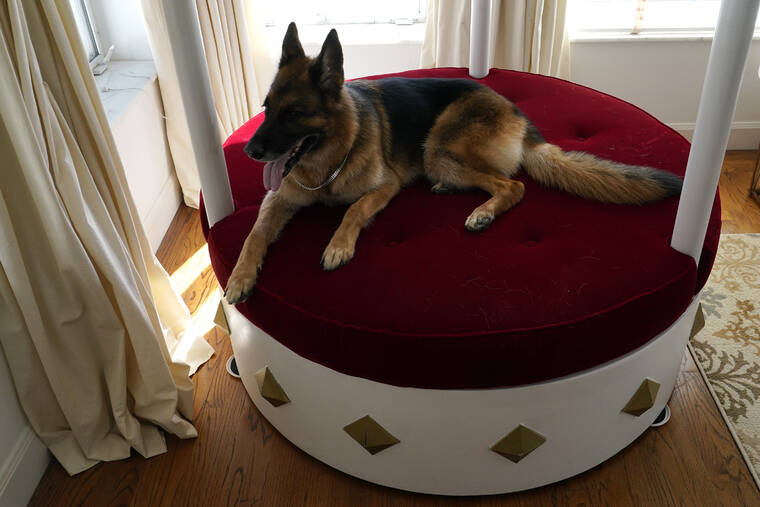 ASSOCIATED PRESS
                                German Shepherd Gunther VI sits on a lavish round, red velvet bed overlooking Biscayne Bay in the house formally owned by pop star Madonna in Miami. Gunther VI inherited his vast fortune, including the 9-bedroom waterfront home once owned by the Material Girl from his grandfather Gunther IV. The estate, purchased 20 years ago from the pop star, was listed for sale Wednesday.