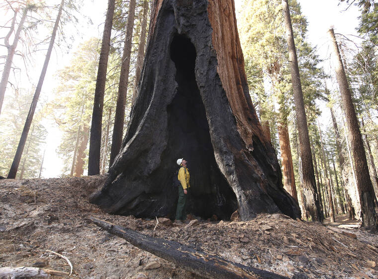 ASSOCIATED PRESS
                                Assistant Fire Manager Leif Mathiesen, of the Sequoia & Kings Canyon Nation Park Fire Service, looks for an opening in the burned-out redwood tree from the Redwood Mountain Grove which was devastated by the KNP Complex fires earlier in the year in the KingsCanyon National Park, Calif., Friday, Nov. 19.