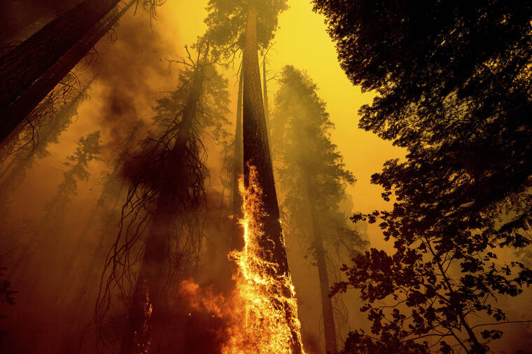 ASSOCIATED PRESS / SEPT. 19
                                FILE - Flames burn up a tree as part of the Windy Fire in the Trail of 100 Giants grove in Sequoia National Forest, Calif. Sequoia National Park says lightning-sparked wildfires in the past two years have killed a minimum of nearly 10,000 giant sequoia trees in California. The estimate released Friday, Nov. 19, accounts for 13% to 19% of the native sequoias that are the largest trees on Earth.
