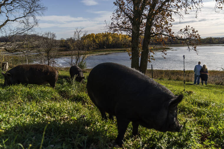 ASSOCIATED PRESS
                                Pigs roam the farm of Caroline Clarin, left, and her wife, Sheril Raymond, as they pause along the water’s edge for a photo in Dalton, Minn.