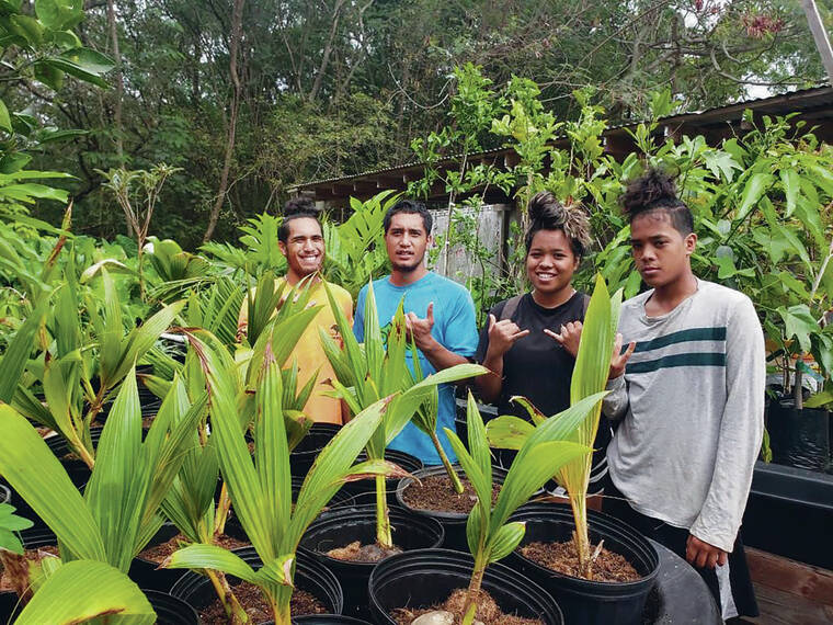 COURTESY ARBOR DAY HAWAII
                                Ke Kula Nui o Waimanalo youth leaders grew coconuts in aquaponics systems and are preparing them for adoption by community members for Arbor Day Hawaii on Saturday.