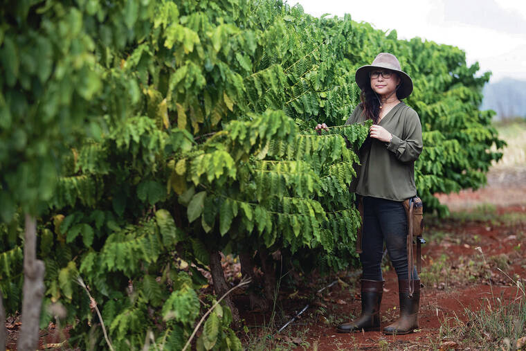CINDY ELLEN RUSSELL / CRUSSELL@STARADVERTISER.COM
                                Researchers at the Hawaii Agriculture Research Center in Kunia are trying to grow coffee trees that are resistant to coffee leaf rust. Above, Sayaka Aoki is pictured with some of the trees being grown at the facility.