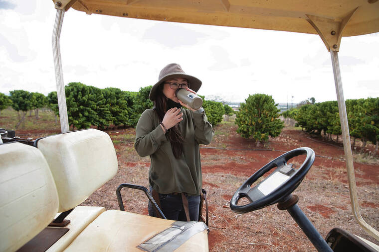 CINDY ELLEN RUSSELL / CRUSSELL@STARADVERTISER.COM
                                Rresearcher Sayaka Aoki at the Hawaii Agriculture Research Center in Kunia where staff have been working for years to crossbreed local coffee tree varieties with those that are rust-resistant.