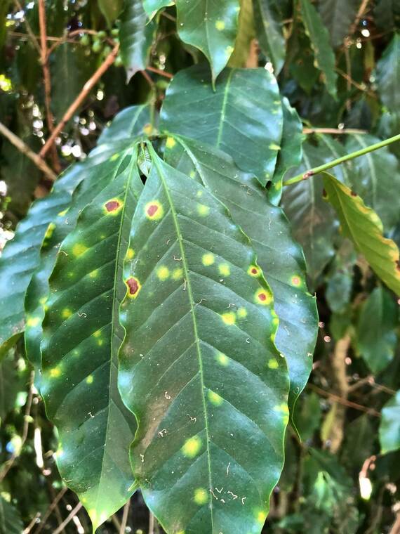COURTESY HAWAII DEPARTMENT OF AGRICULTURE
                                Above, when coffee plants are infected, yellow and orange spots and powder appear on the leaves and then increase in size, making their way up the tree.