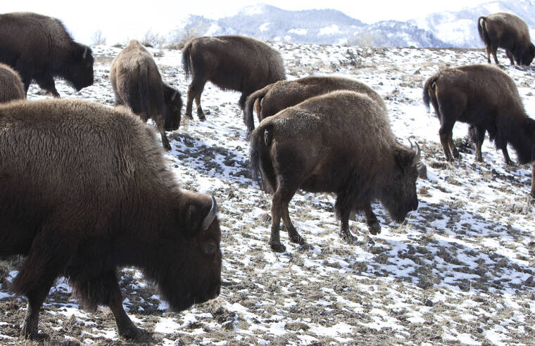 ASSOCIATED PRESS / 2011
                                Bison roam outside Yellowstone National Park in Gardiner, Mont. As many as 900 bison from the park maybe shot by hunters, sent to slaughter or placed in quarantine this winter in a program agreed to by federal, tribal and state officials. The program, reported by the Bozeman Daily Chronicle, is an effort to prevent the spread of a disease to cattle.