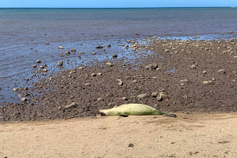 HAWAII MARINE ANIMAL RESPONSE VIA ASSOCIATED PRESS
                                An endangered Hawaiian monk seal known as L11, shown on a beach on Molokai, was intentionally killed with a gun in September. The young female seal suffered a gunshot wound to her head.