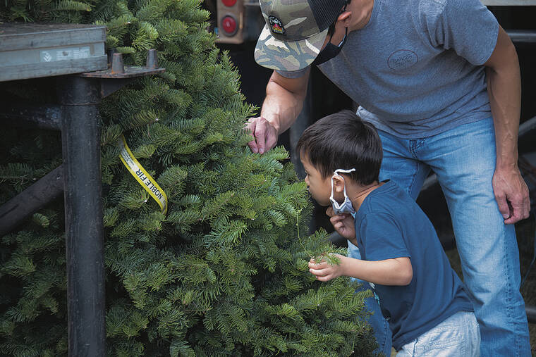 CRAIG T. KOJIMA /CKOJIMA@STARADVERTISER.COM
                                Parker Hong leaned over to smell a Christmas tree on sale at a fundraiser for the nonprofit Habilitat held at Central Union Church on Wednesday. He was with his father, Bob Hong.