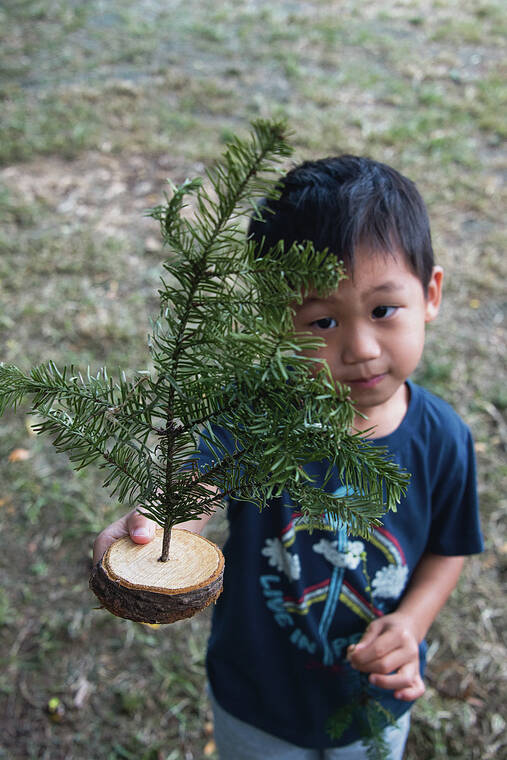 CRAIG T. KOJIMA / CKOJIMA@STARADVERTISER.COM
                                Parker Hong, had a tiny tree given to him by Habilitat workers. Habilitat selling Christmas trees as a fundraiser for the 47th year. They are selling at Central Union Church and other locations while supplies last.