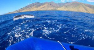 COURTESY NOAA
                                The entangled, yearling whale was first reported by crew from PacWhale Eco-Adventures, which spotted the whale while out on its boat, Ocean Odyssey, on Wednesday morning off of Ukumehame, Maui.