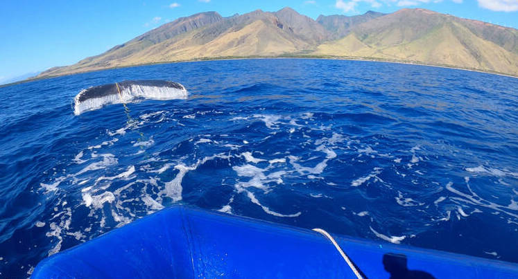 Young humpback whale freed of mooring gear off Maui