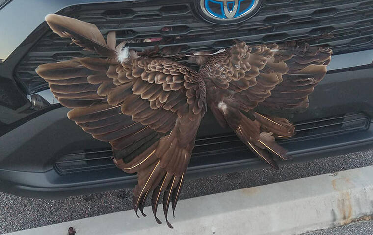 COURTESY TYBEE ISLAND POLICE
                                Police on Tybee Island outside Savannah, Georgia, say a woman came to the station on Saturday with a live vulture in the grill of her vehicle.