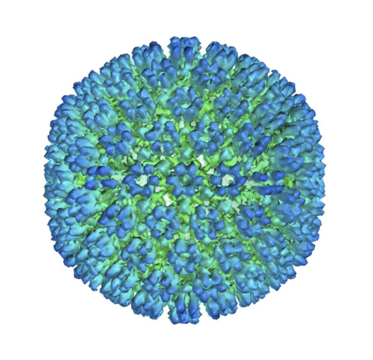 U.S. DEPARTMENT OF HEALTH AND HUMAN SERVICES VIA ASSOCIATED PRESS
                                An illustration of the outer coating of the Epstein-Barr virus, one of the world’s most common viruses. New research is showing stronger evidence that Epstein-Barr infection could set some people on the path to later developing multiple sclerosis.