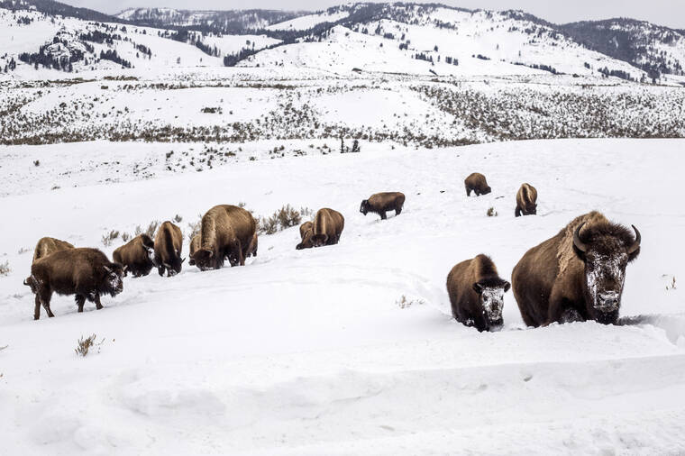 ASSOCIATED PRESS
                                A mother bison leads her calf through deep snow toward a road in Yellowstone National Park, Wyo., on Feb. 20.