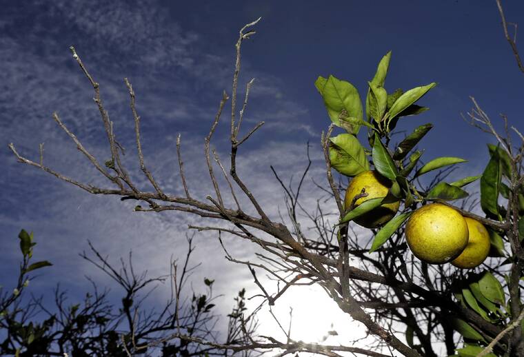Florida on pace for smallest orange crop in over 75 years