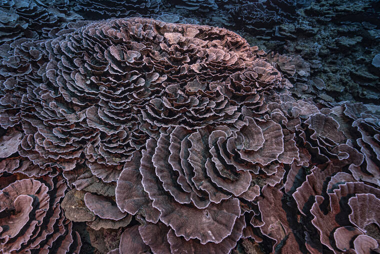 ALEXIS ROSENFELD/@ALEXIS.ROSENFELD VIA ASSOCIATED PRESS
                                Corals shaped like roses were seen in the waters off the coast of Tahiti of French Polynesia in December 2021. Deep in the South Pacific, scientists have explored a rare stretch of pristine corals shaped like roses off the coast of Tahiti. The reef is thought to be one of the largest found at such depths and seems untouched by climate change or human activities.