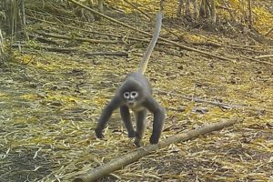 WORLD WILDLIFE FOUNDATION VIA ASSOCIATED PRESS
                                A Popa langur moved along a forest floor in an undated photo. The Popa langur is among 224 new species listed in the World Wildlife Fund’s latest update on the Mekong region.