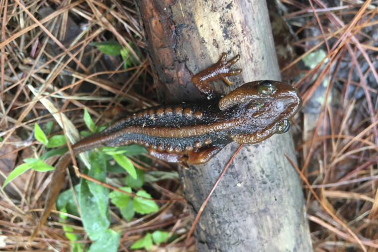 WORLD WILDLIFE FOUNDATION VIA ASSOCIATED PRESS
                                A Doi Phu Kha newt sat on a branch in an undated photo. The Doi Phu Kha newt is among 224 new species listed in the World Wildlife Fund’s latest update on the Mekong region.